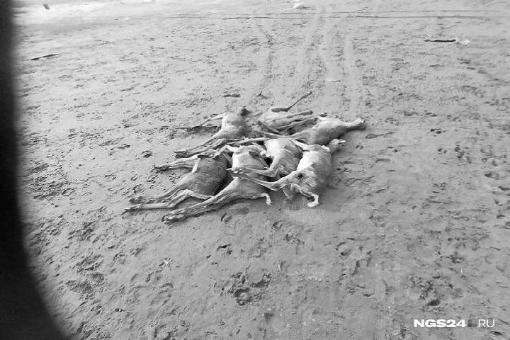 Уголовное дело завели после гибели оленей в Красноярском крае