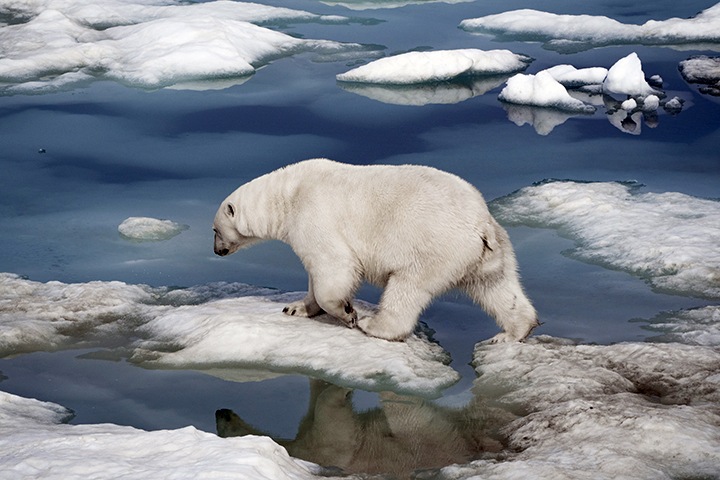Сибирь будущего: каким будет климат и зачем переезжать на Алтай Сибирь будущего: каким будет климат и зачем переезжать на Алтай