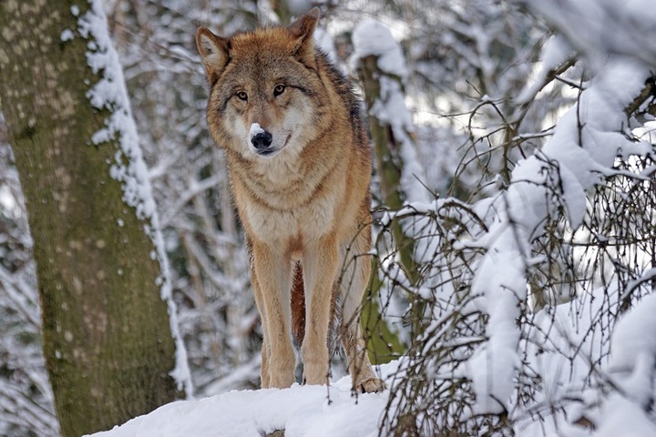Стая волков напала на омскую деревню Стая волков напала на омскую деревню