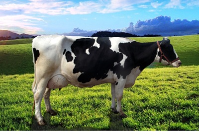 Ученые вывели четвероногих сибирячек