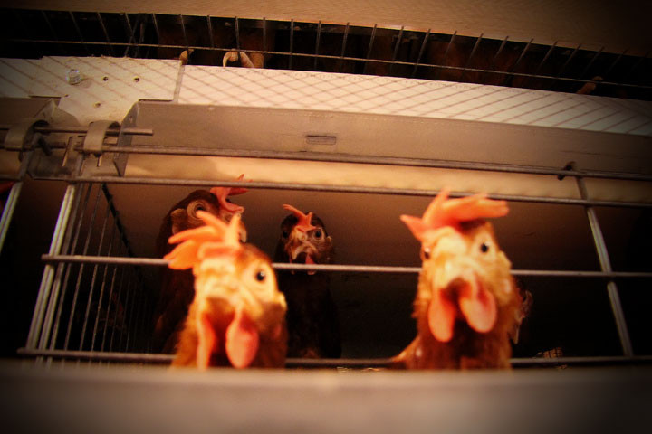 Новосибирские власти поддержат индюшачью ферму и птицефабрику «Евсинскую»