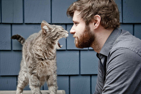 Кузбасская кошка обнаружила уснувшего вора и сдала его хозяевам Кузбасская кошка обнаружила уснувшего вора и сдала его хозяевам