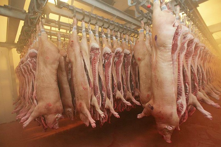 Томич лишился ног на мясокомбинате Томич лишился ног на мясокомбинате