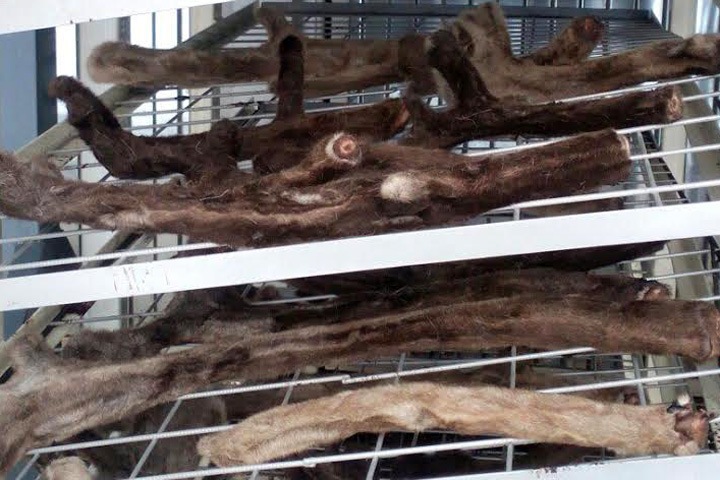 Красноярские ученые придумали, как консервировать панты