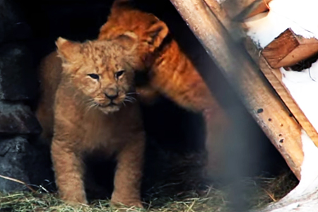 Новосибирский зоопарк попал в десятку лучших в Европе