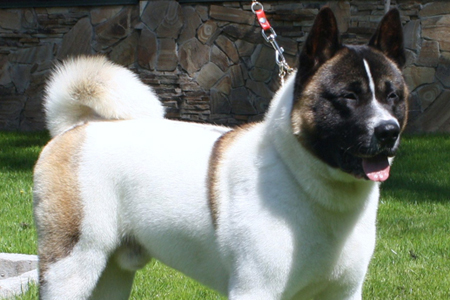 Новосибирские единороссы познакомят детей украинских беженцев с американскими акитами Новосибирские единороссы познакомят детей украинских беженцев с американскими акитами