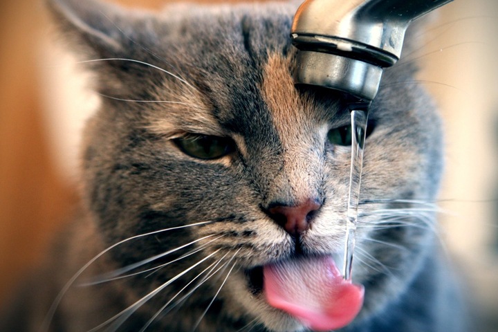 Депутаты запретили громко мяукать и лаять в Новосибирске Депутаты запретили громко мяукать и лаять в Новосибирске