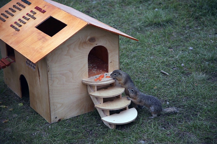 Паб для сусликов в Красноярске и спасение овец в Туве. Сибирь за неделю