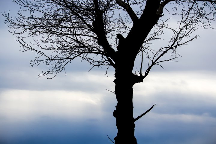 Режим ЧС введен в Туве из-за лесных пожаров Режим ЧС введен в Туве из-за лесных пожаров