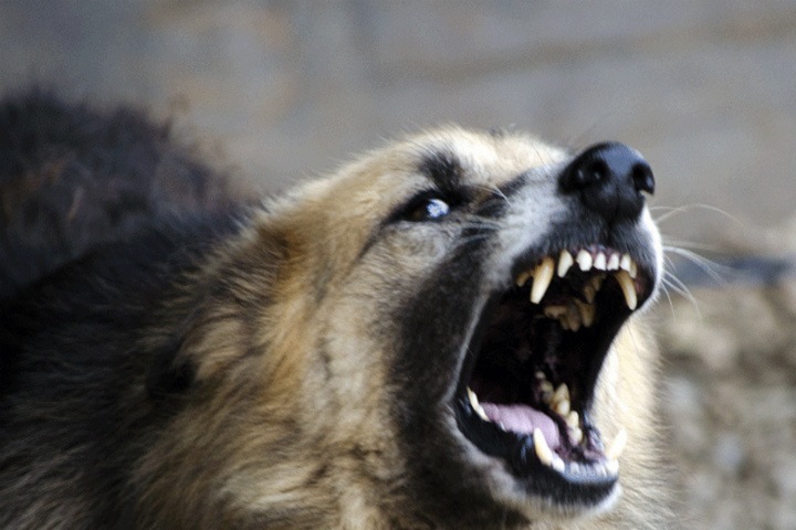 Карантин из-за бешенства ввели в Красноярском крае