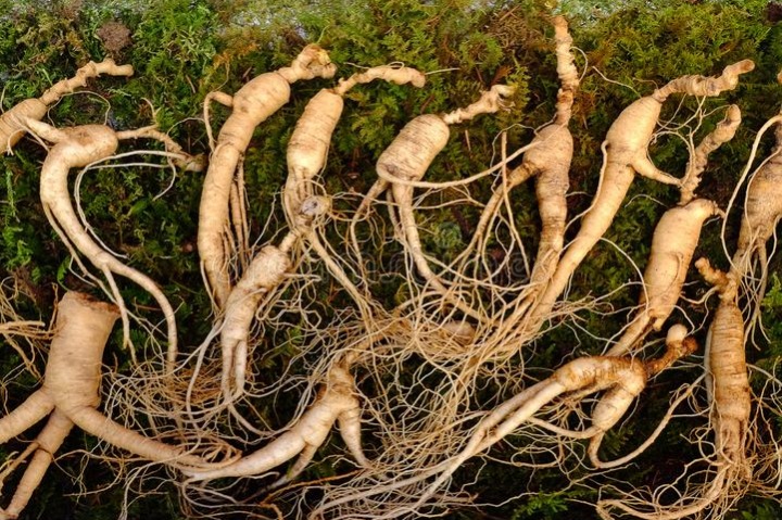 Корейский женьшень: красный или белый?