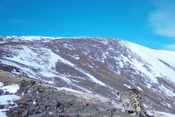 Камеры засняли нового снежного барса на Алтае Камеры засняли нового снежного барса на Алтае