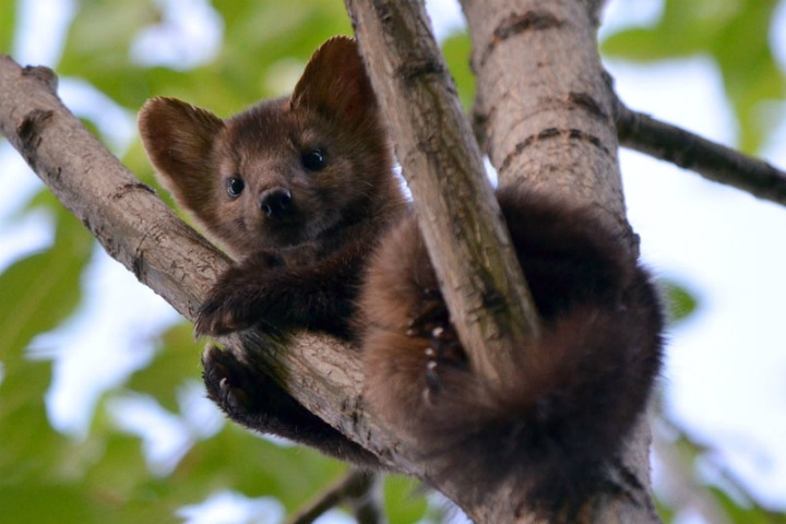 Биологи выяснили, кто заразил сибирских соболей. Некоторые патогены опасны и для людей