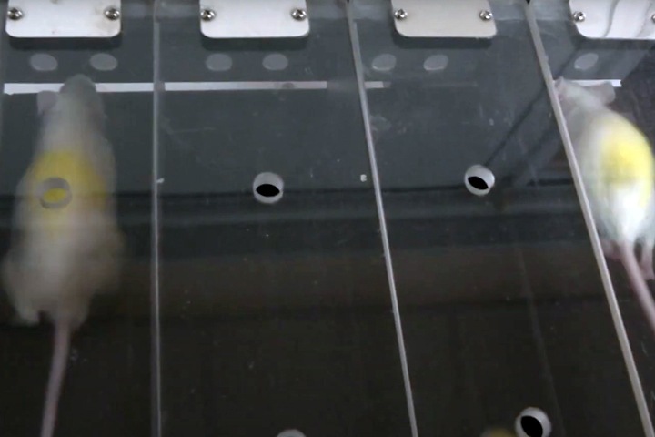 Первые трансгенные мыши для испытания вакцин от коронавируса родились в Новосибирске