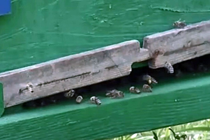 Пчелы массово гибнут в регионах Сибири Пчелы массово гибнут в регионах Сибири