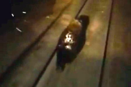 Поезд сбил медведя на путях «Норильского никеля»