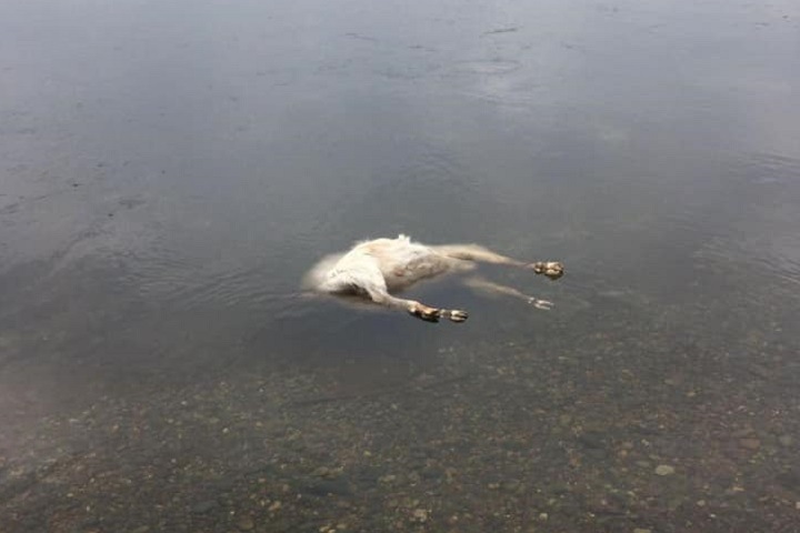 Туши плывут по Енисею: незаконный скотомогильник нашли около Красноярска Туши плывут по Енисею: незаконный скотомогильник нашли около Красноярска