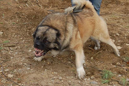 16-летняя сибирячка подозревается в смерти сына, которого загрызла соседская собака 