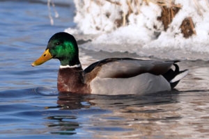 Власти Омской области запретили весеннюю охоту на пернатую дичь Власти Омской области запретили весеннюю охоту на пернатую дичь