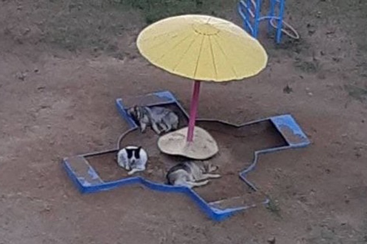 Бездомные собаки напали на девочку в центре Читы