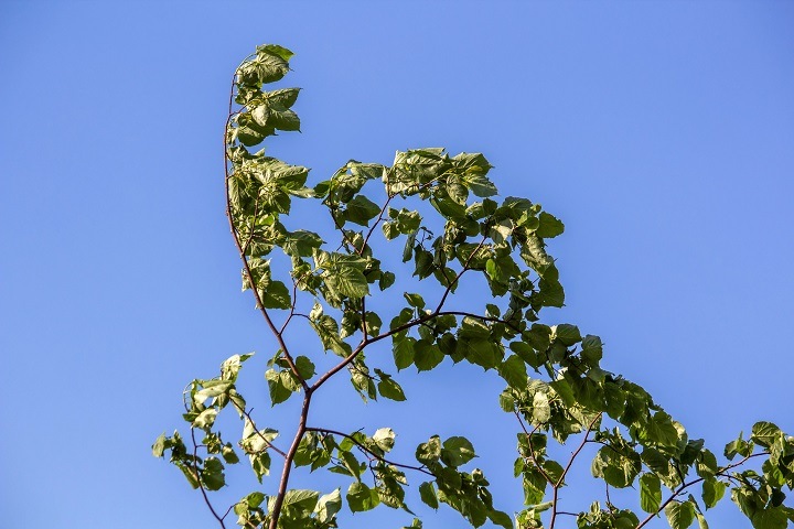 Потепление до +23 придет в Новосибирскую область