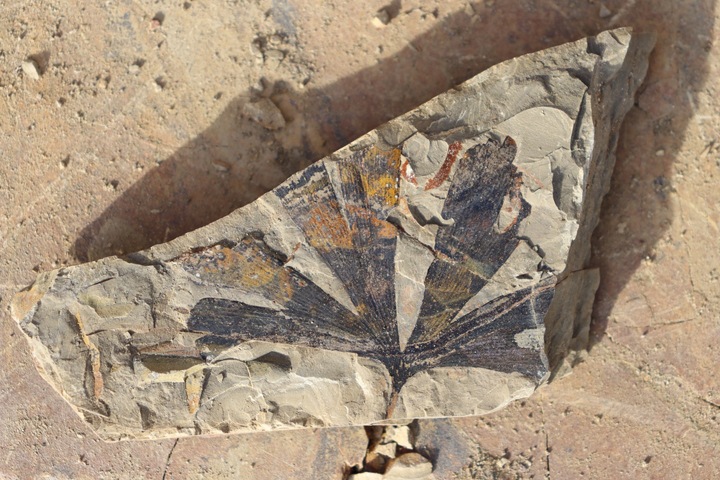 Ученые: в Иркутской области можно найти останки динозавров