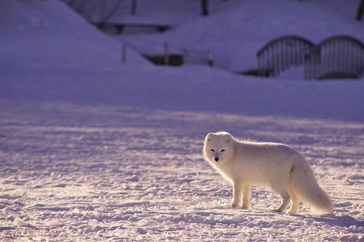 Песцы атаковали Дудинку
