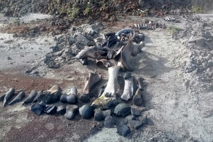 Ученые нашли в Сибири крупнейшее кладбище мамонтов, оленей и овцебыков Ученые нашли в Сибири крупнейшее кладбище мамонтов, оленей и овцебыков