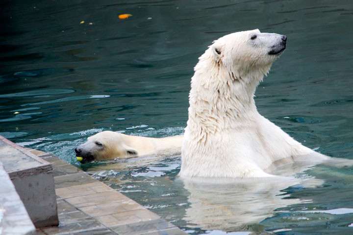 Девять символов Сибири выбрали для новых банкнот