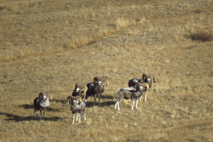 Руководителя экологического фонда задержали во время охоты на краснокнижных баранов на Алтае