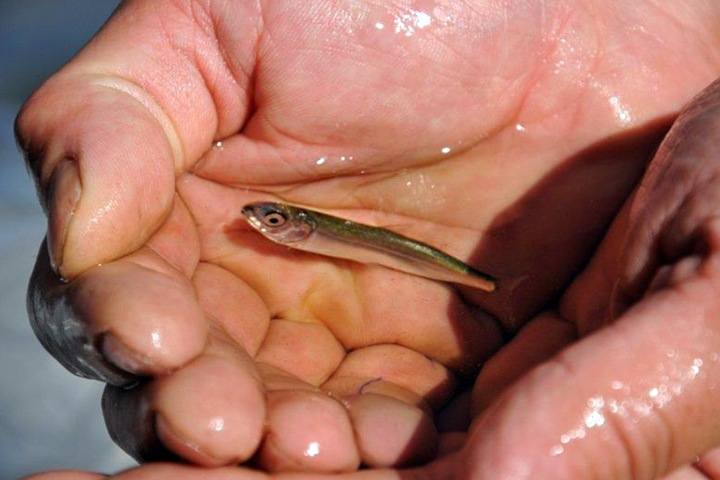 Специалисты увеличат выпуск мальков омуля в Байкал и начнут восстановление рыбзаводов 