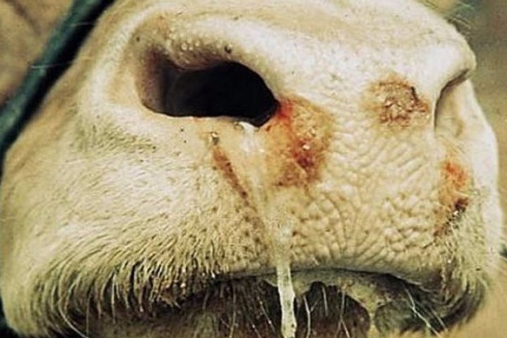 Вывоз говядины из Новосибирской области ограничили из-за непоставленных прививок от ящура