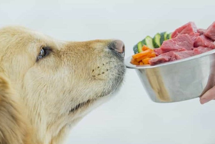 Основные правила питания собаки Основные правила питания собаки