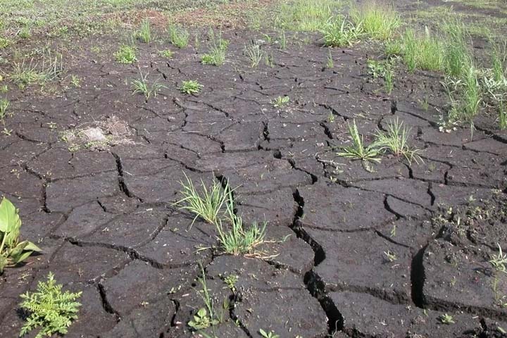Изменение климата лишит сибирские болота влаги. Это приведет к новым пожарам Изменение климата лишит сибирские болота влаги. Это приведет к новым пожарам