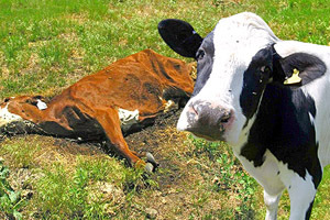 Жительница Бурятии отказывается утилизовать трупы коров, бывших в залоге у банка Жительница Бурятии отказывается утилизовать трупы коров, бывших в залоге у банка