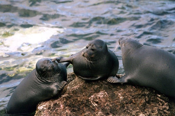 Бурятские власти сдали в аренду лежбище нерпы Бурятские власти сдали в аренду лежбище нерпы