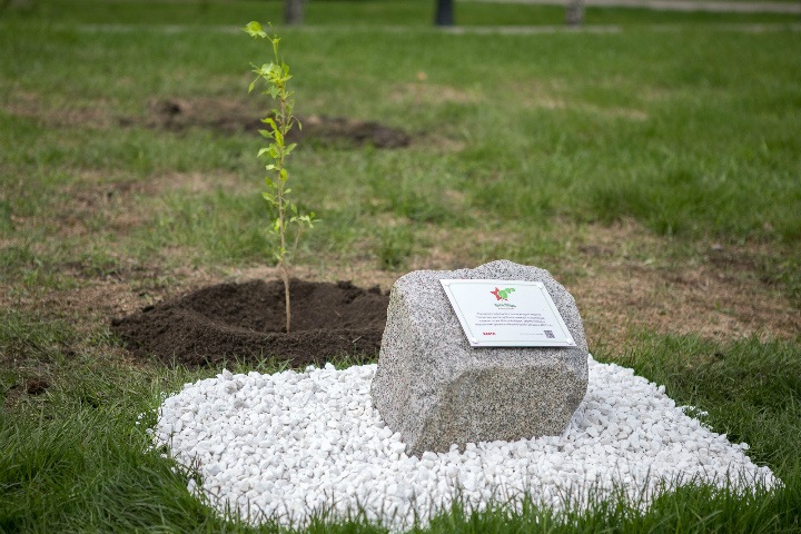 «Тополь Победы» высадили в Новосибирске