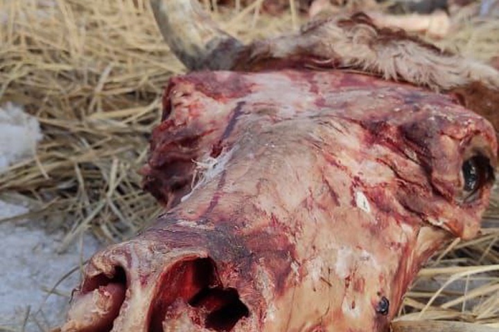 Свалку черепов животных нашли под Красноярском Свалку черепов животных нашли под Красноярском