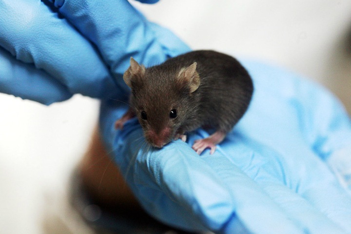 Экологически чистые наночастицы графена можно использовать в медицине. Это доказали на мышах Экологически чистые наночастицы графена можно использовать в медицине. Это доказали на мышах