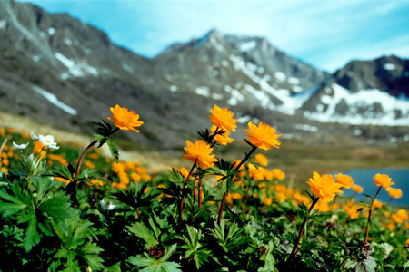 Июнь в Западной Сибири ожидается теплее нормы Июнь в Западной Сибири ожидается теплее нормы