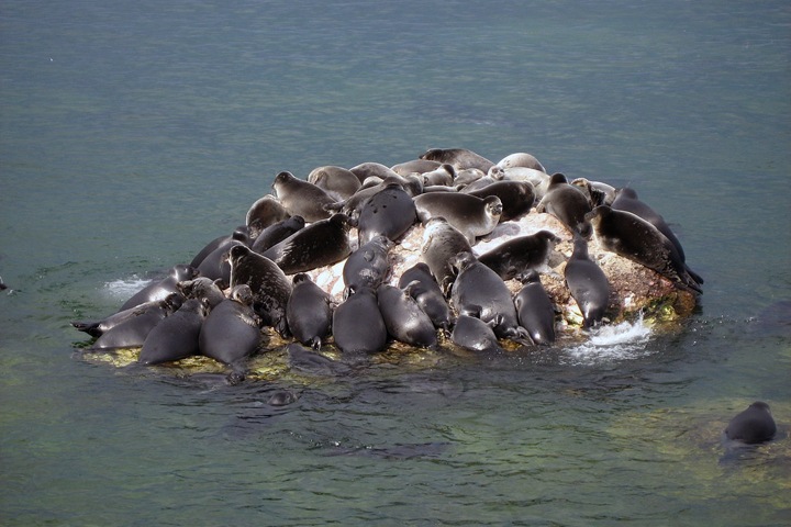 Ученые изучают байкальскую нерпу на карантине, томичи могут попасть домой только за деньги. Сибирь за неделю Ученые изучают байкальскую нерпу на карантине, томичи могут попасть домой только за деньги. Сибирь за неделю