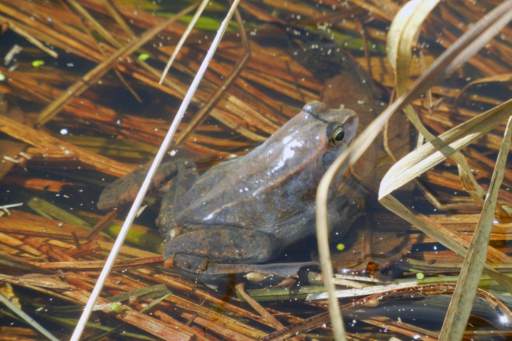 Сибирские амфибии вырабатывают спирт, чтобы бороться с морозами