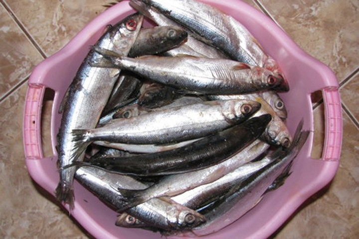 Сотрудник рыбоохраны сетями добывал запрещенного к вылову омуля в Бурятии Сотрудник рыбоохраны сетями добывал запрещенного к вылову омуля в Бурятии