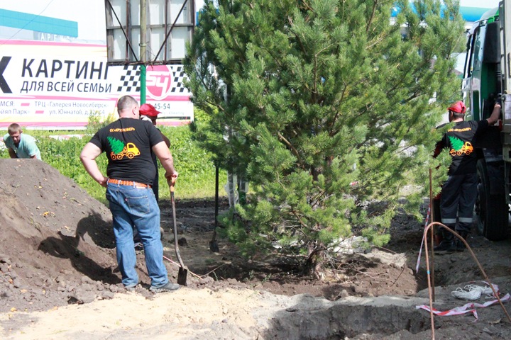 Уборку мусора и высадку елей организовали на улице Жуковского в Новосибирске