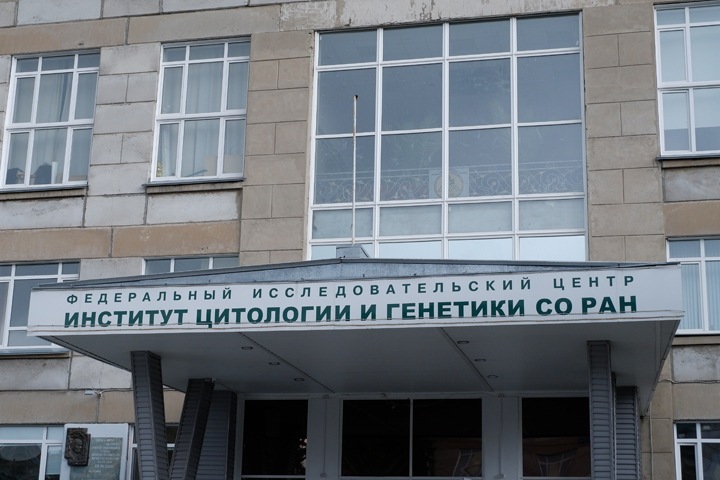 «Похоже на компьютерные игрушки»: над чем работают генетики новосибирского Академгородка
