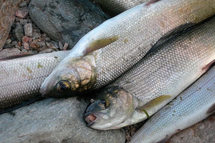 Более тонны незаконно выловленного омуля обнаружили в цехе около Иркутска Более тонны незаконно выловленного омуля обнаружили в цехе около Иркутска