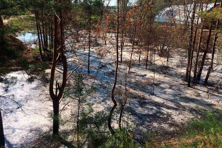 Бастрыкин поручил завести дело о загрязнении окружающей среды у «Новосибирского КБК»