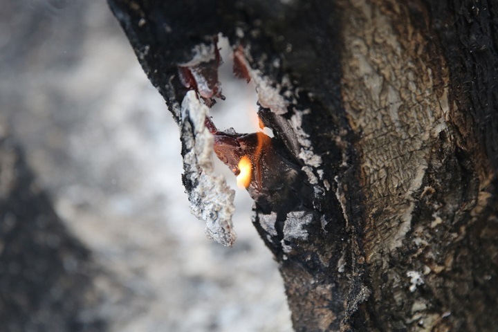 Лесные пожары начались в регионах Сибири Лесные пожары начались в регионах Сибири