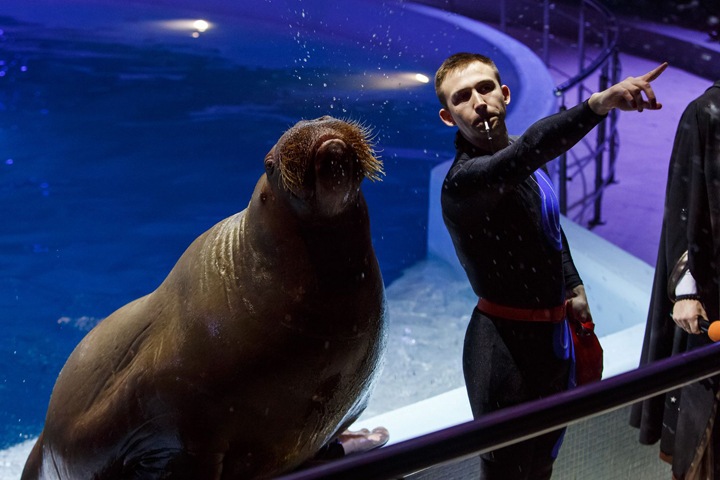 Суд решил забрать у новосибирского дельфинария моржей из «китовой тюрьмы». Они связаны с главным единороссом горсовета Ялты Суд решил забрать у новосибирского дельфинария моржей из «китовой тюрьмы». Они связаны с главным единороссом горсовета Ялты