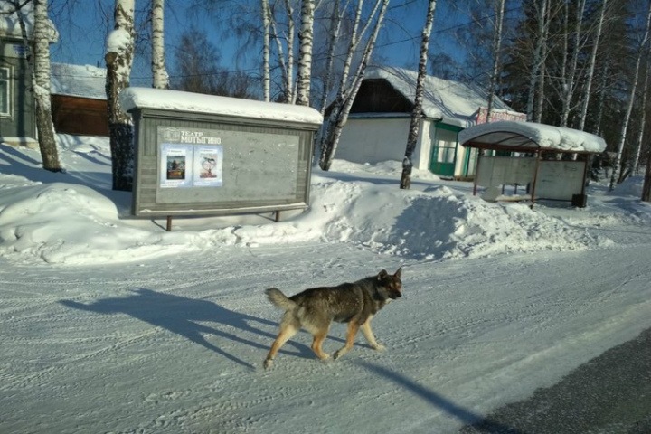 Серебренников призвал поддержать красноярский театр, который собирает деньги на туалет